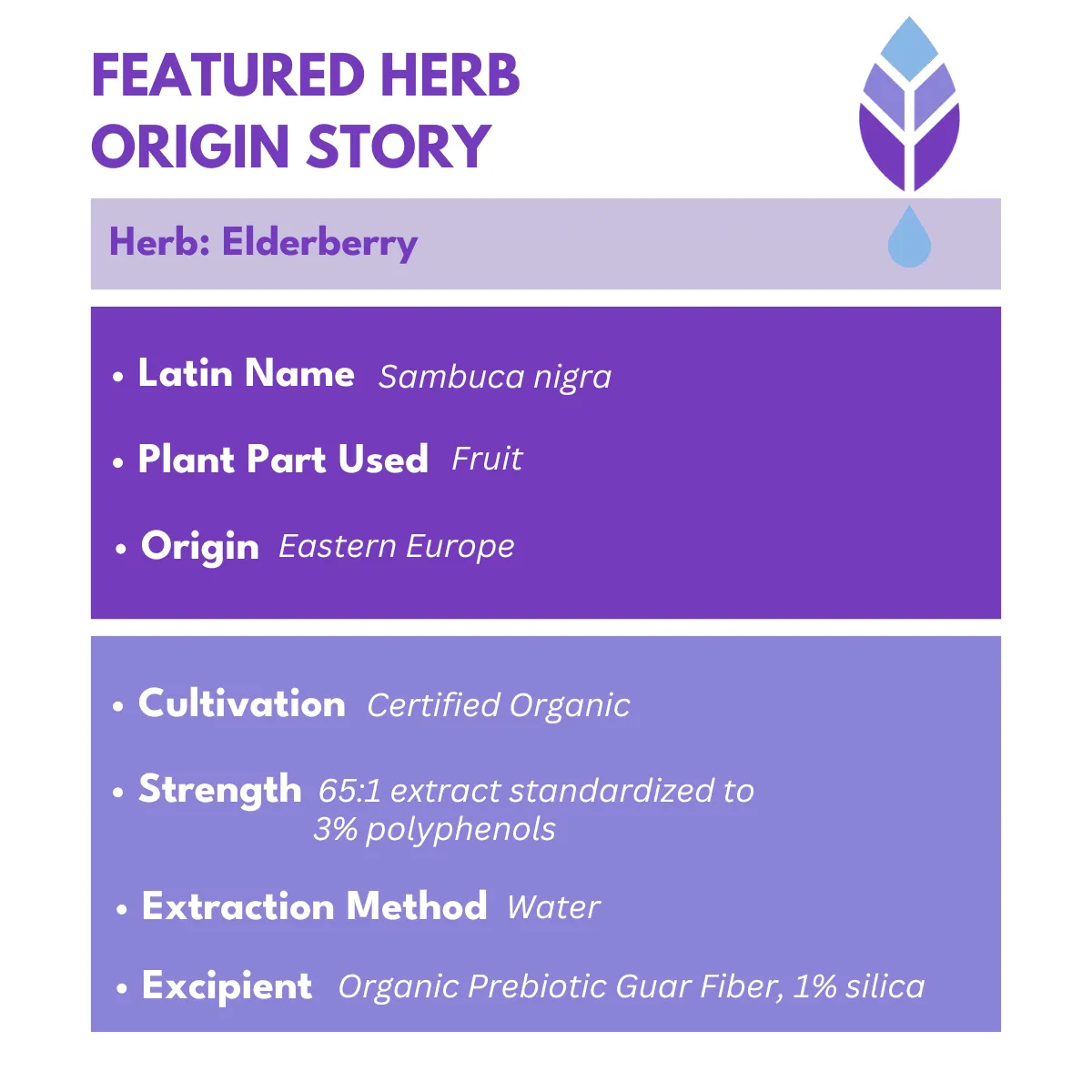 Bold Elderberry Elixir