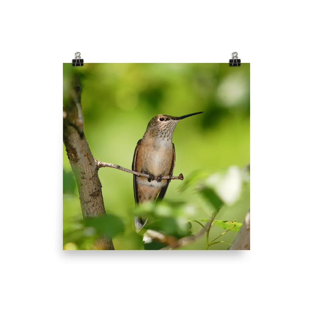 Broad-tailed Hummingbird female resting quietly on branch - print