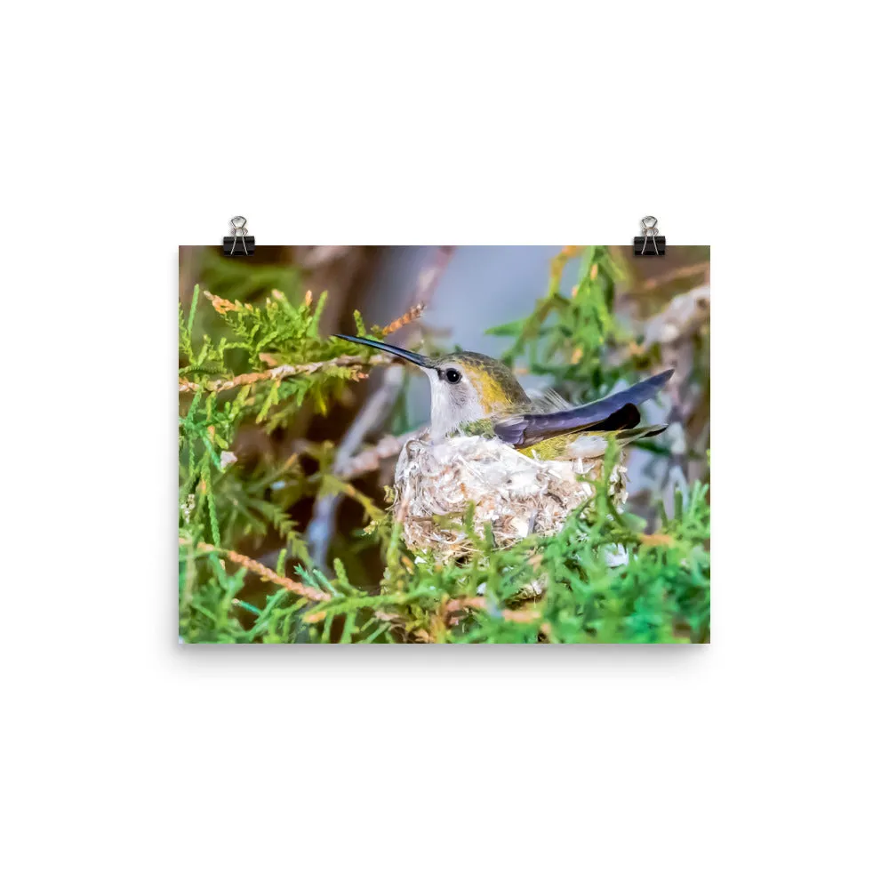 Costa Hummingbird female incubating eggs on nest - print