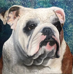 Ollie - English Bulldog
