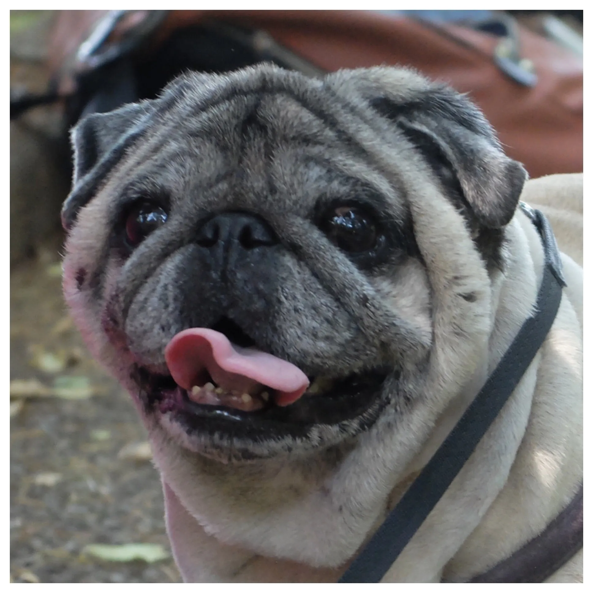 Sly - Pug