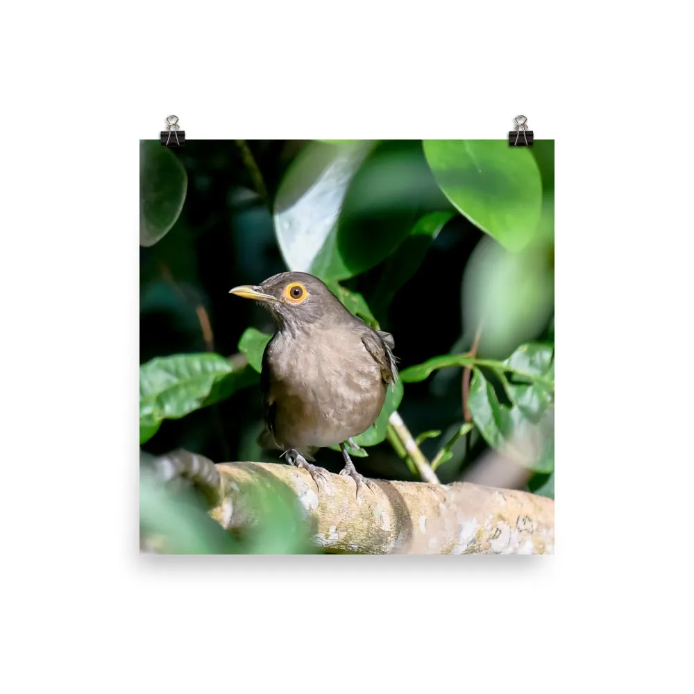 Spectacled Thrush - print