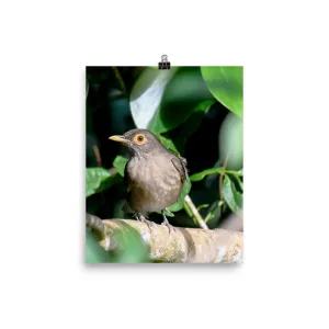 Spectacled Thrush - print